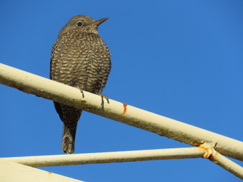 Blue Rock Thrush 粟ヶ岳 Thu, 1/3/2019