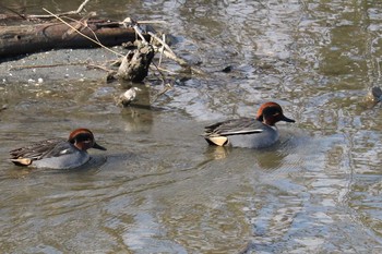 Sun, 1/27/2019 Birding report at 曽根新田