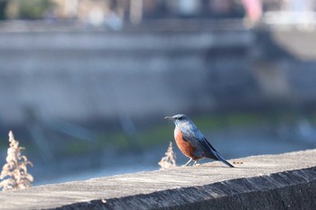 Blue Rock Thrush 貫川 Sun, 1/27/2019