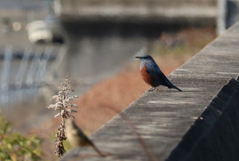 Blue Rock Thrush 貫川 Sun, 1/27/2019