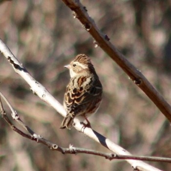 2019年1月27日(日) 羽村堰(上流)の野鳥観察記録