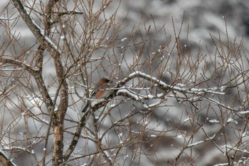 Eurasian Jay 市民岩出山いこいの森 Sat, 1/26/2019