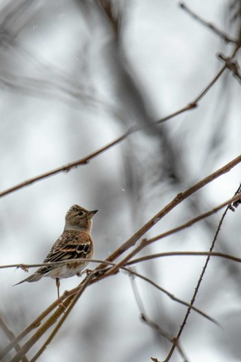 2019年1月26日(土) 市民岩出山いこいの森の野鳥観察記録