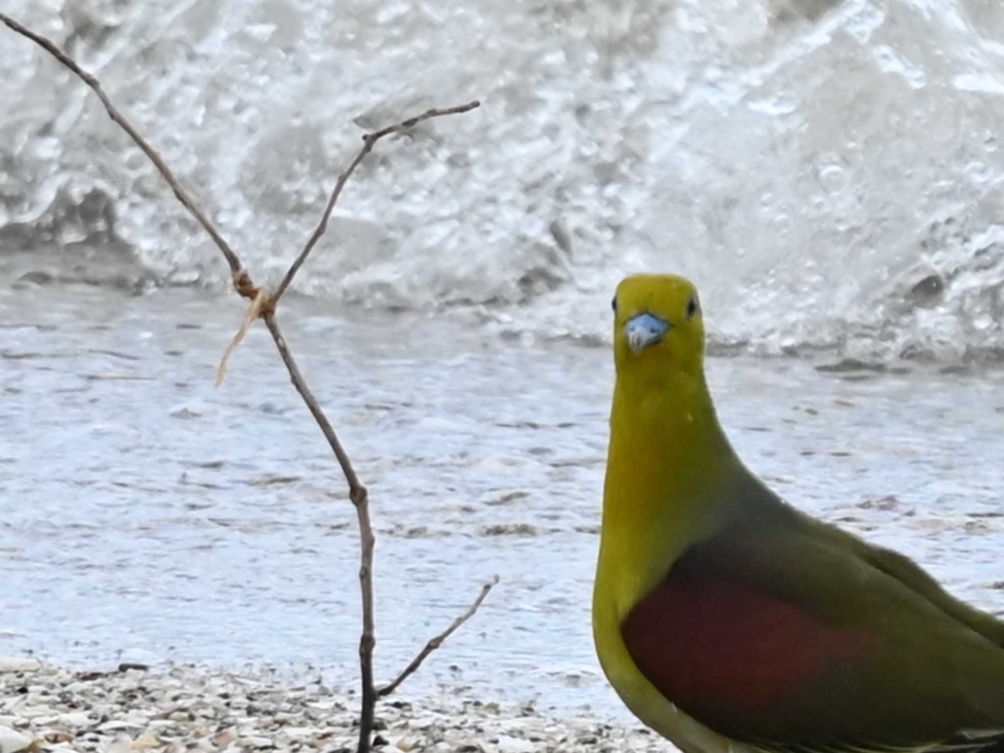 2024年7月25日(木) 荒尾干潟水鳥湿地センターの野鳥観察記録 by 2024年7月25日(木) 荒尾干潟水鳥湿地センターの野鳥観察記録 by