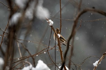 アトリ 市民岩出山いこいの森 2019年1月26日(土)