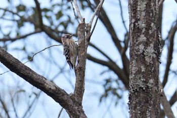 Sun, 1/27/2019 Birding report at Mie-ken Ueno Forest Park