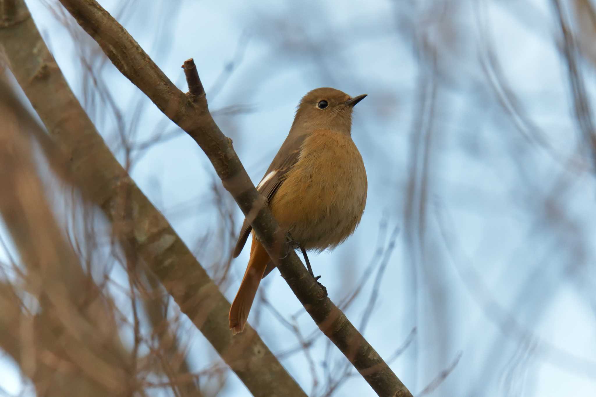 三重県上野森林公園 ジョウビタキの写真 by masatsubo