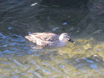 Eastern Spot-billed Duck 善福寺川緑地 Sun, 1/27/2019