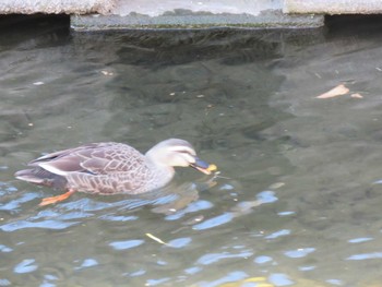 Eastern Spot-billed Duck 善福寺川緑地 Sun, 1/27/2019