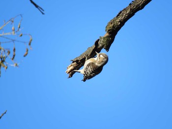 Japanese Pygmy Woodpecker 善福寺川緑地 Sun, 1/27/2019