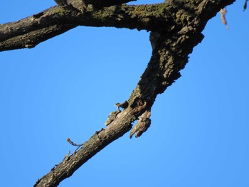 Japanese Pygmy Woodpecker 善福寺川緑地 Sun, 1/27/2019