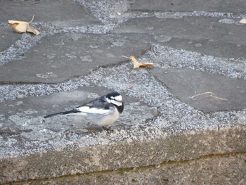 ハクセキレイ 善福寺川緑地 2019年1月27日(日)