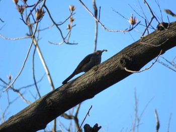 Brown-eared Bulbul 善福寺川緑地 Sun, 1/27/2019