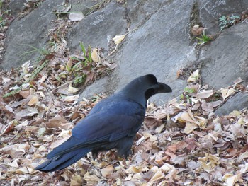 Large-billed Crow 善福寺川緑地 Sun, 1/27/2019