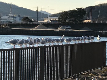 ユリカモメ 愛知県蒲郡市 2019年1月27日(日)