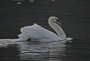 Mute Swan Unknown Spots Sat, 1/26/2019