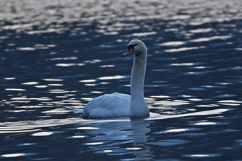 Mute Swan Unknown Spots Sat, 1/26/2019