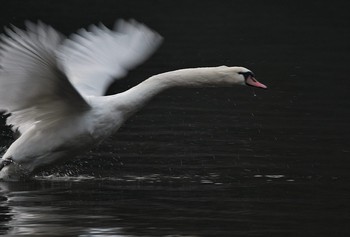 Mute Swan Unknown Spots Sat, 1/26/2019