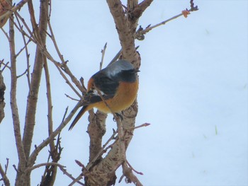 Daurian Redstart 自宅 Sat, 1/26/2019