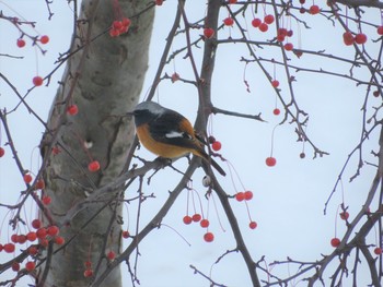 Daurian Redstart 自宅 Sat, 1/26/2019