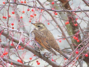 Dusky Thrush 自宅 Sun, 1/27/2019