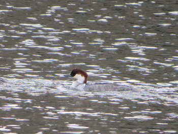 Smew 環水公園 Sun, 1/27/2019