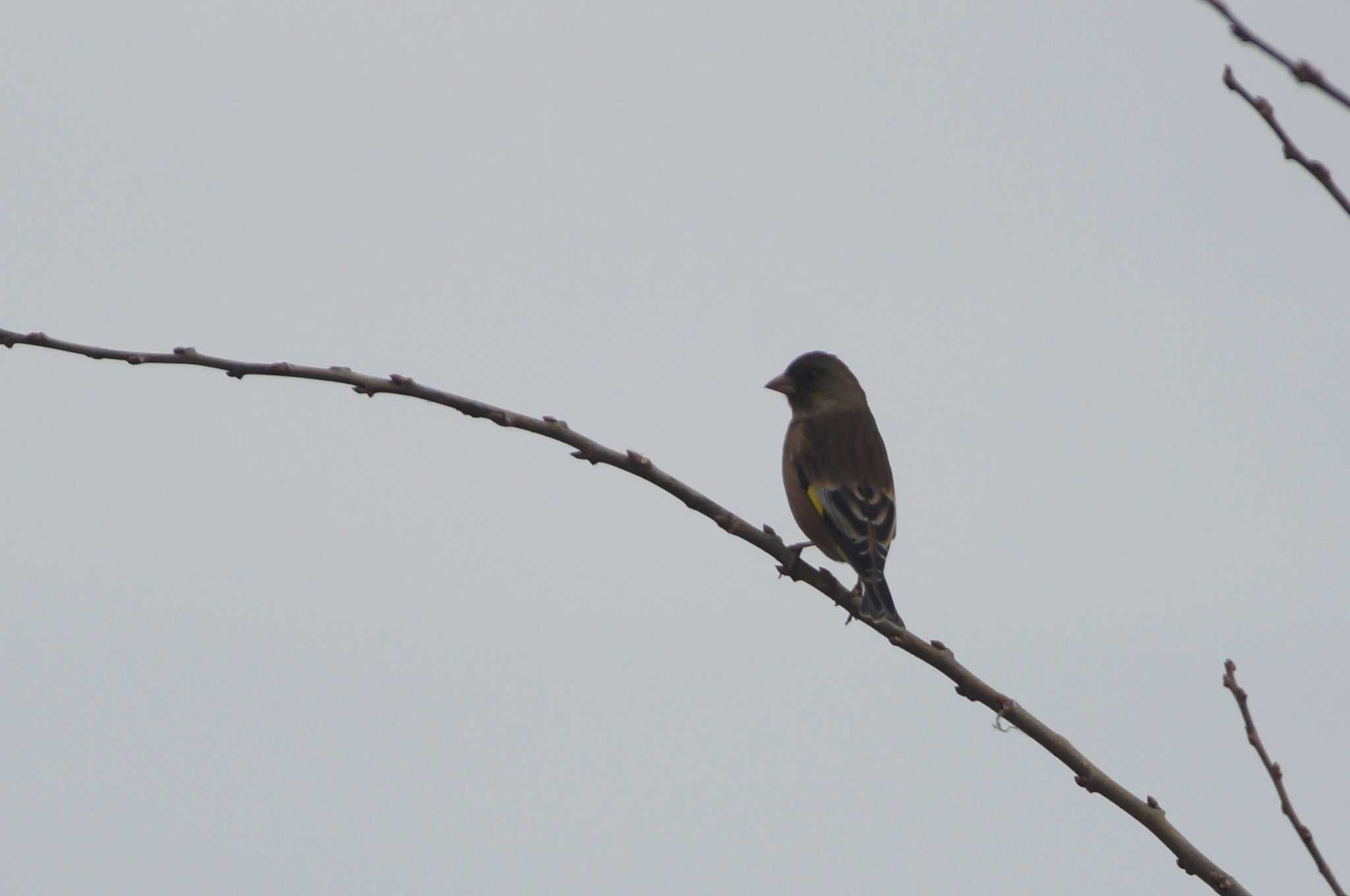 Photo of Oriental Greenfinch(kawarahiba) at Minuma Rice Field by bea