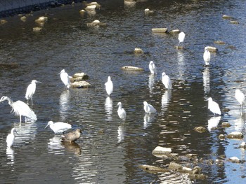 コサギ 境川(境橋付近) 2019年1月27日(日)