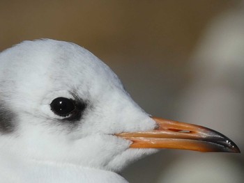 ユリカモメ 境川(境橋付近) 2019年1月27日(日)