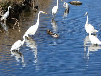 ダイサギ 境川(境橋付近) 2019年1月27日(日)