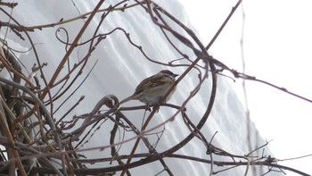 Eurasian Tree Sparrow Makomanai Park Sun, 1/27/2019