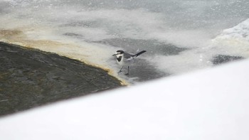 White Wagtail Makomanai Park Sun, 1/27/2019