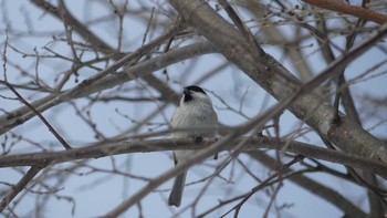 Marsh Tit Makomanai Park Sun, 1/27/2019