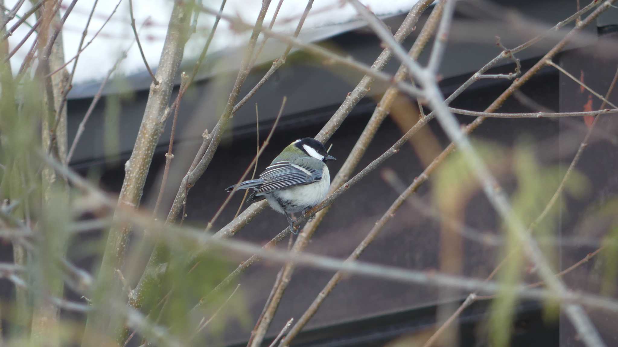 シジュウカラ