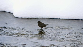 Brown Dipper Makomanai Park Sun, 1/27/2019