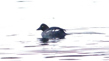 ホオジロガモ 北大研究林(北海道大学苫小牧研究林) 2019年1月27日(日)