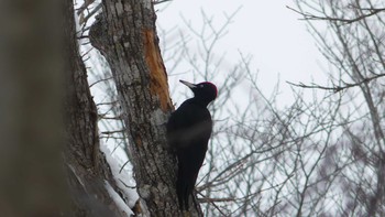 2019年1月27日(日) 北大研究林(北海道大学苫小牧研究林)の野鳥観察記録