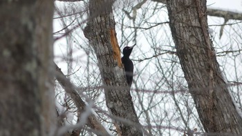 Black Woodpecker Tomakomai Experimental Forest Sun, 1/27/2019