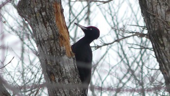 Black Woodpecker Tomakomai Experimental Forest Sun, 1/27/2019
