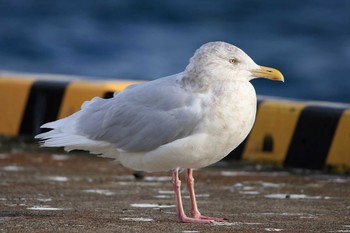 Sun, 11/25/2018 Birding report at 歯舞漁港(根室)