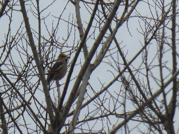 シメ 武庫川 2019年1月27日(日)