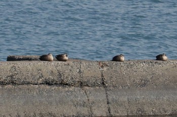 Sun, 1/27/2019 Birding report at 曽根干潟(曾根干潟)