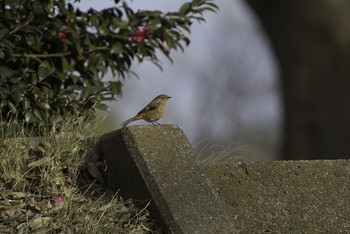 Daurian Redstart 柏の葉公園 Sat, 1/26/2019