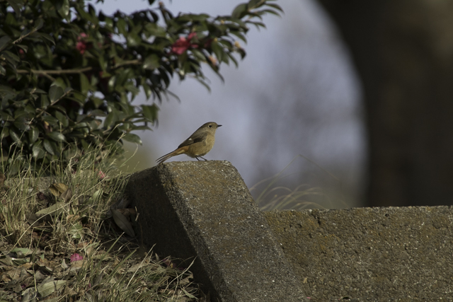 Photo of Daurian Redstart at 柏の葉公園 by natoto