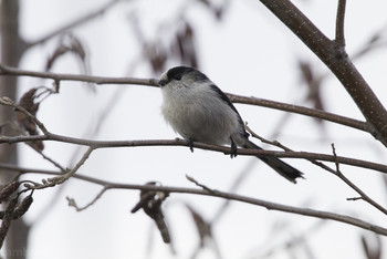 Sat, 1/26/2019 Birding report at 柏の葉公園