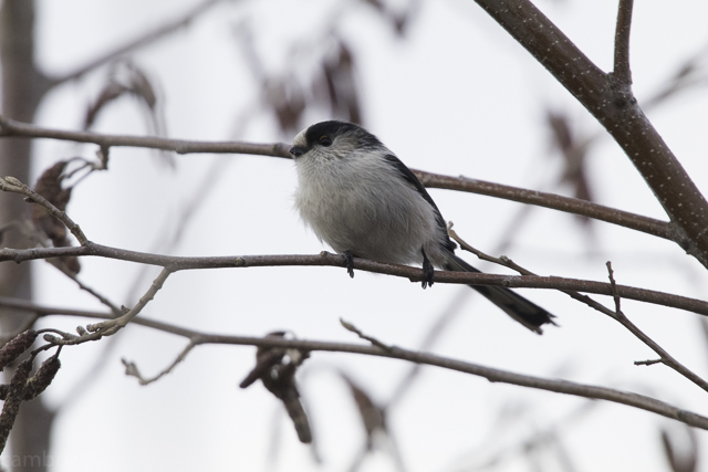 柏の葉公園 エナガの写真 by natoto