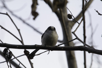 エナガ 柏の葉公園 2019年1月26日(土)