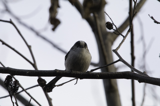 Photo of Long-tailed Tit at 柏の葉公園 by natoto