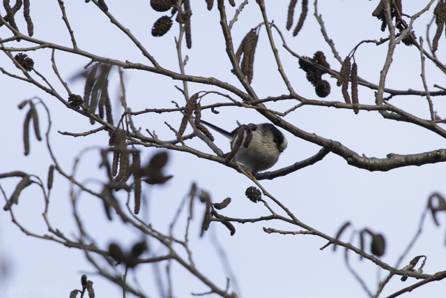 Long-tailed Tit