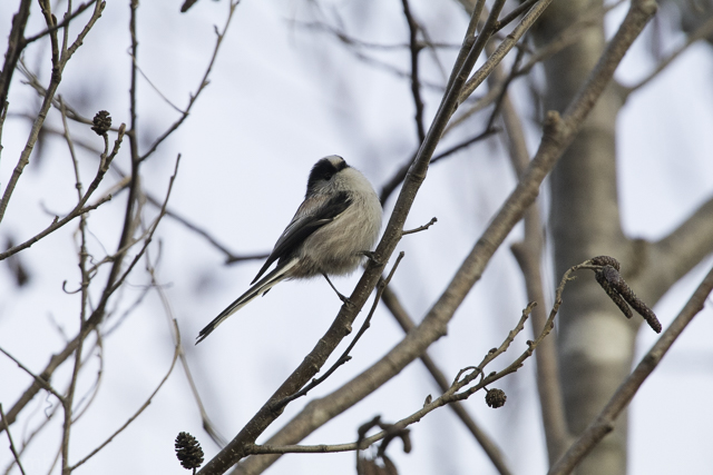 Photo of Long-tailed Tit at 柏の葉公園 by natoto